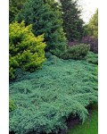 Можжевельник чешуйчатый Блю Карпет | Ялівець лускатий Блю Карпет | Juniperus squamata Blue Carpet